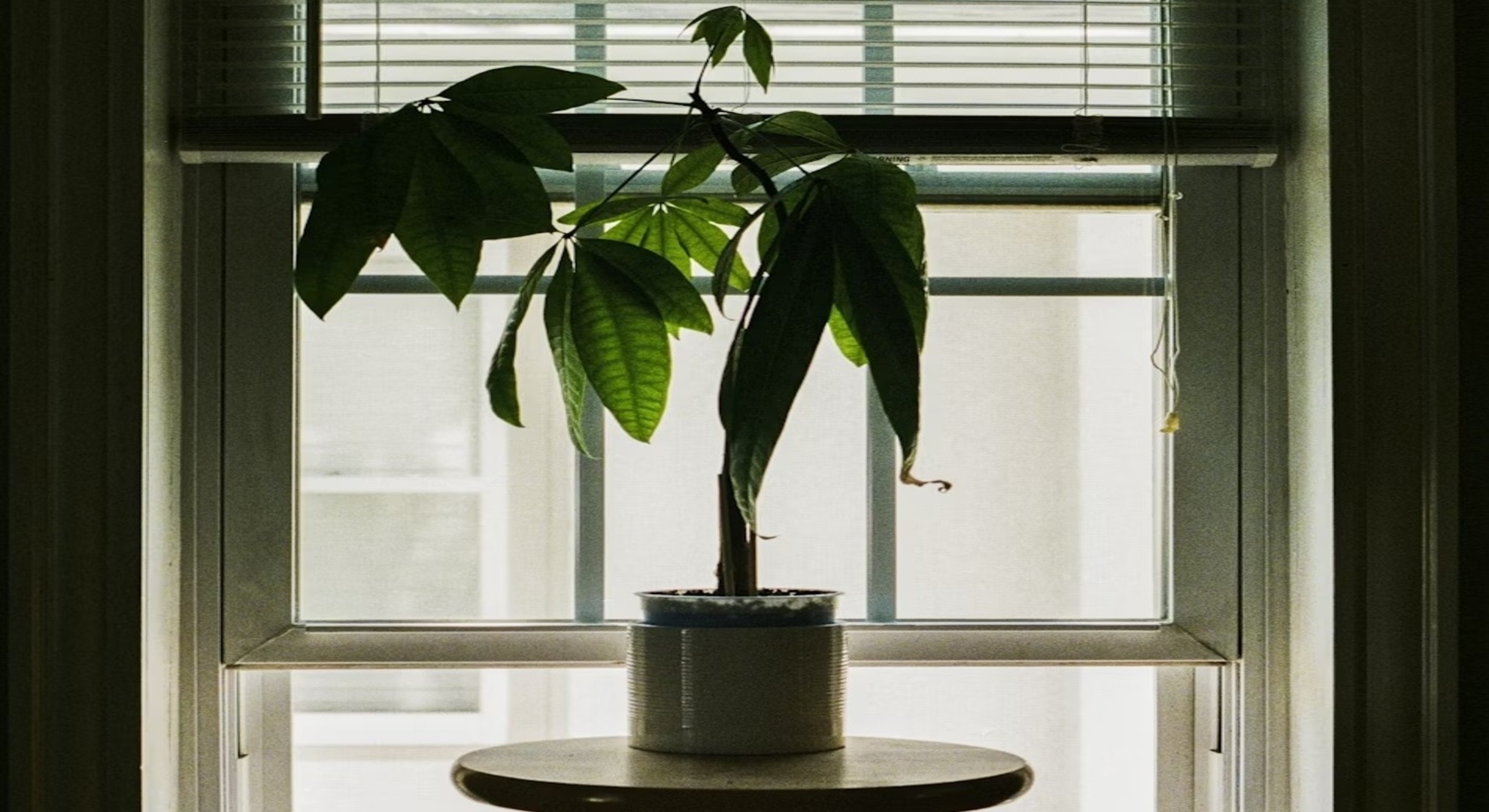 観葉植物のある部屋