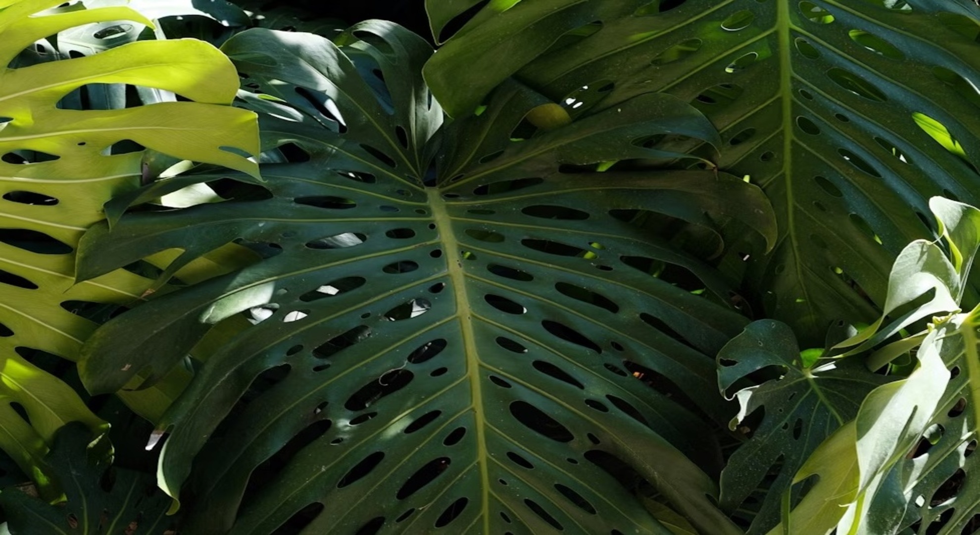 枯れかけた観葉植物